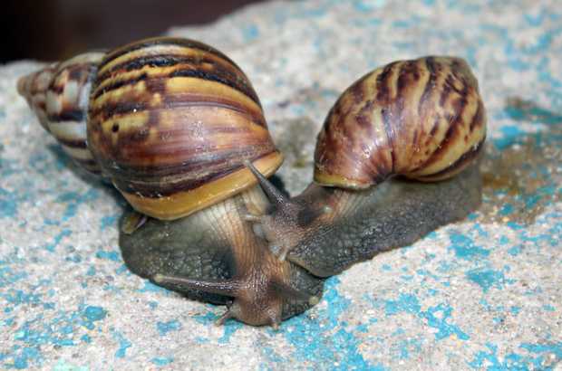 Caracol gigante africano (Achatina fulica).