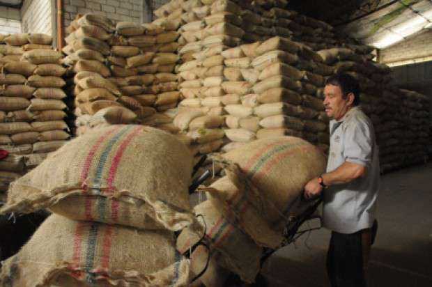 Producción de café se incrementó 9%