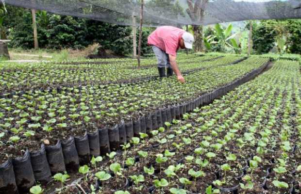 Cuatro meses para renovar 46.500 hectáreas: tarea de los cafeteros