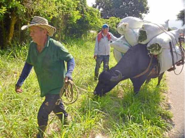 En el sector agrícola aumentó la ocupación laboral.