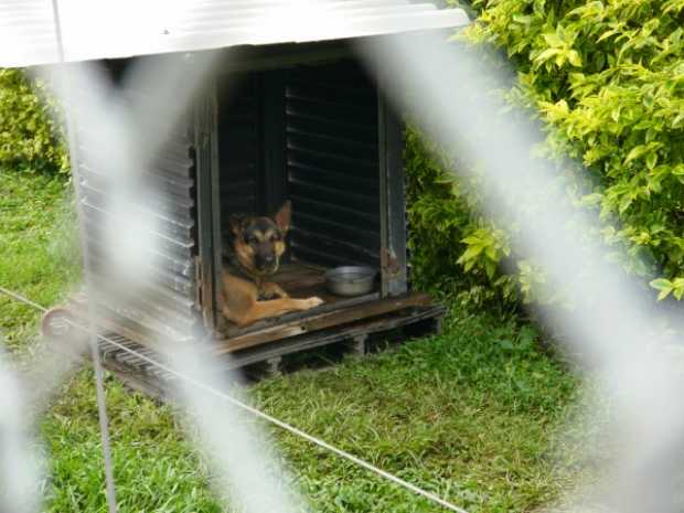 Rechazan perros de vigilancia en Buencafé Liofilizado de Chinchiná (Caldas)