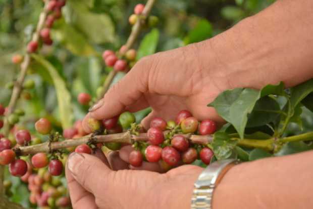 Cafeteros, más preocupados por el precio que por la OICCafeteros insistieron en ayudas sin tener que pedir créditos