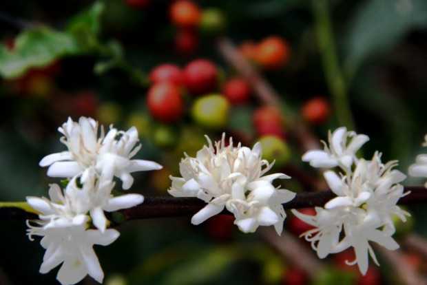 Estados Unidos se retira del acuerdo internacional del Café