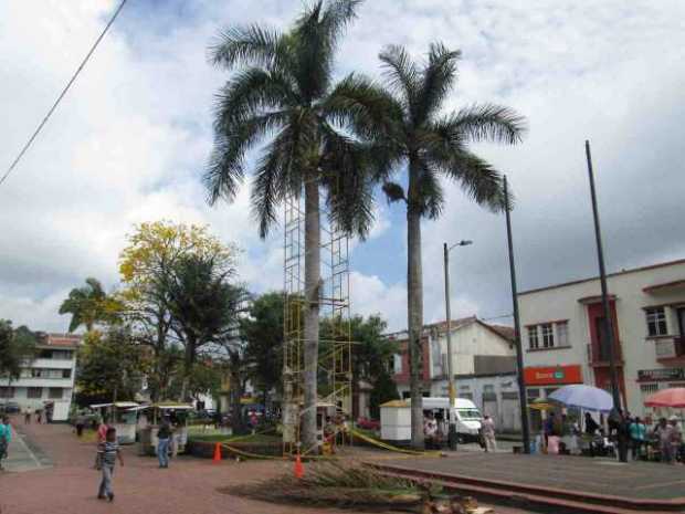 Este fue el brazo que cayó de este árbol en el barrio La Plazuela de Riosucio. La comunidad advierte el riesgo.