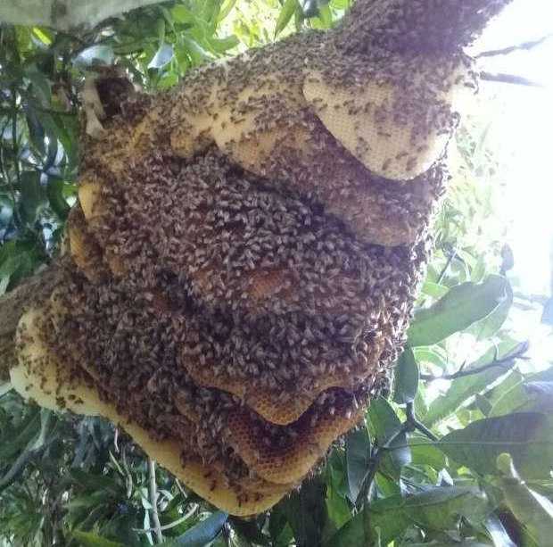 Delia falleció tras ataque de abejas en La Dorada