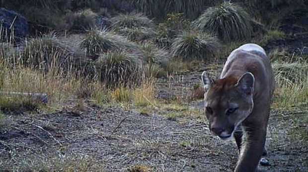 Puma concolor