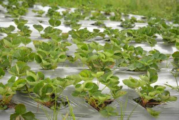 En la vereda La Florida de Villamaría, el cultivo de fresa se mantiene a pesar del aumento y disminución de las lluvias.