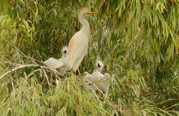 garzas pichones