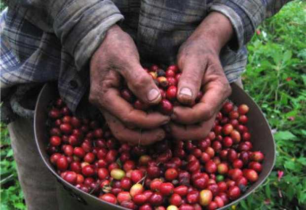 Producir una arroba de café bordea los $80 mil 