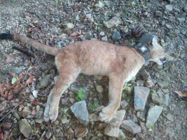 Puma liberado en diciembre apareció muerto en Antioquia