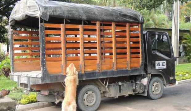 Foto | Colprensa | LA PATRIA  En la incautación de la droga en Antioquia un perro dio con la caleta en un camión.