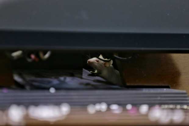 Foto | Colprensa | LA PATRIA Foto | Colprensa | LA PATRIA