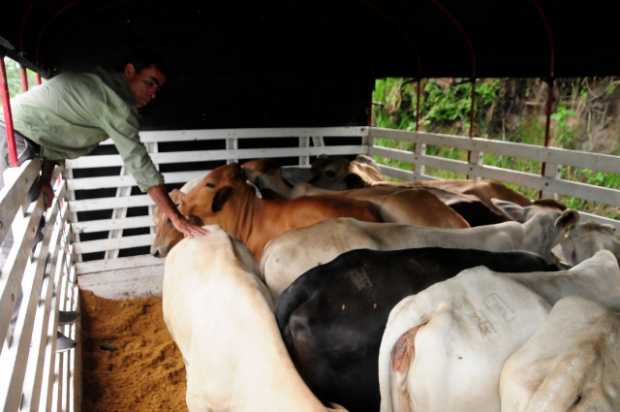 En Caldas ampliarán la vacunación contra la fiebre aftosa 