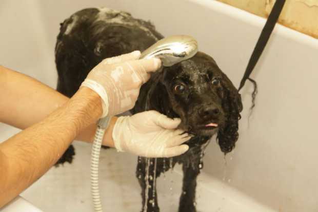 Bañar un perro tiene su ciencia