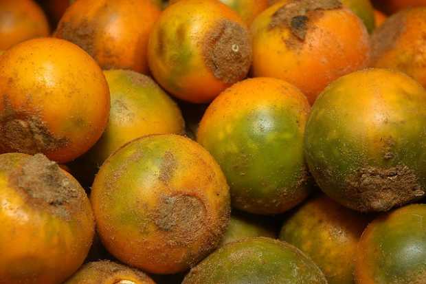 El lulo está en la lista. El lulo está en la lista.