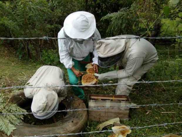 Ataque de abejas africanizadas picó a cinco personas en Victoria (Caldas)