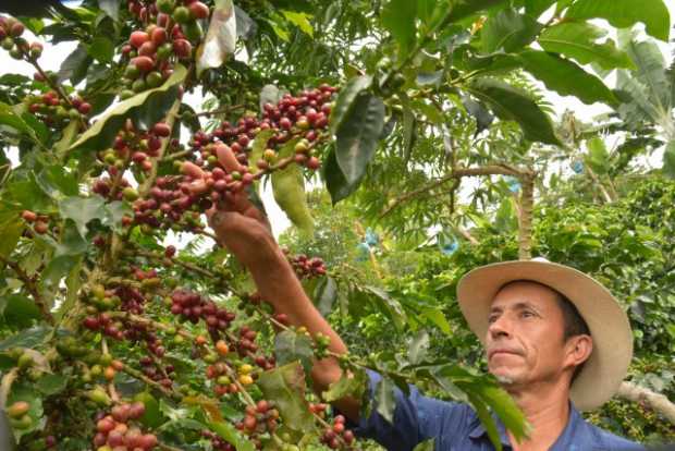 Se merma la producción de café