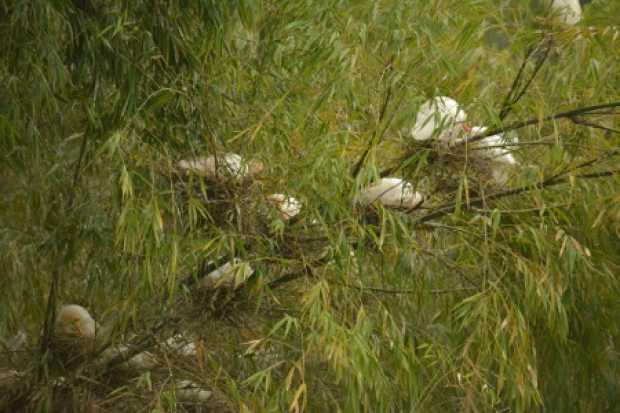 garzas los molinos