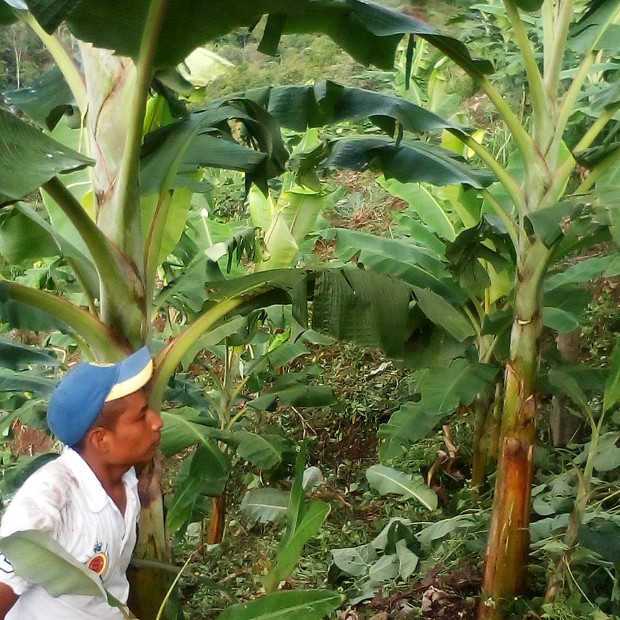 José Antonio Vitonas Yatacué se dedica a las labores agrícolas y es líder social.