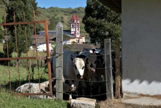 La ganadería es la principal fuente económica de San Félix
