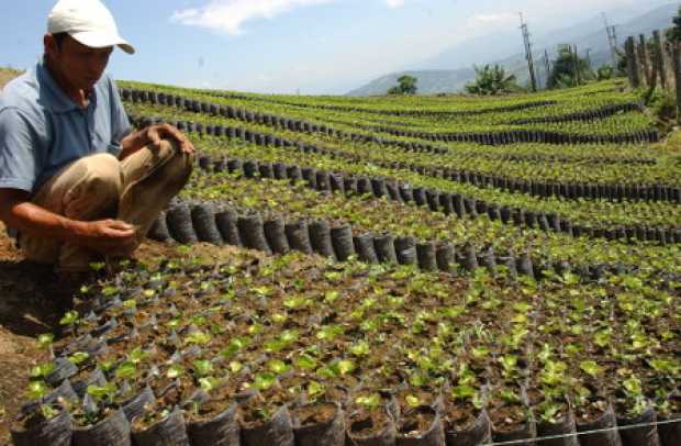 Federacafé reinició renovación con plata del Fondo