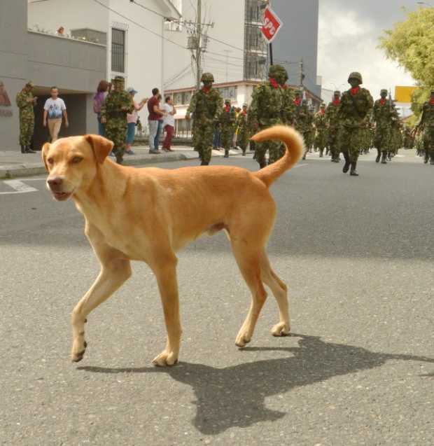 Feliz Día Mundial del Perro