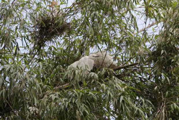 garzas principal