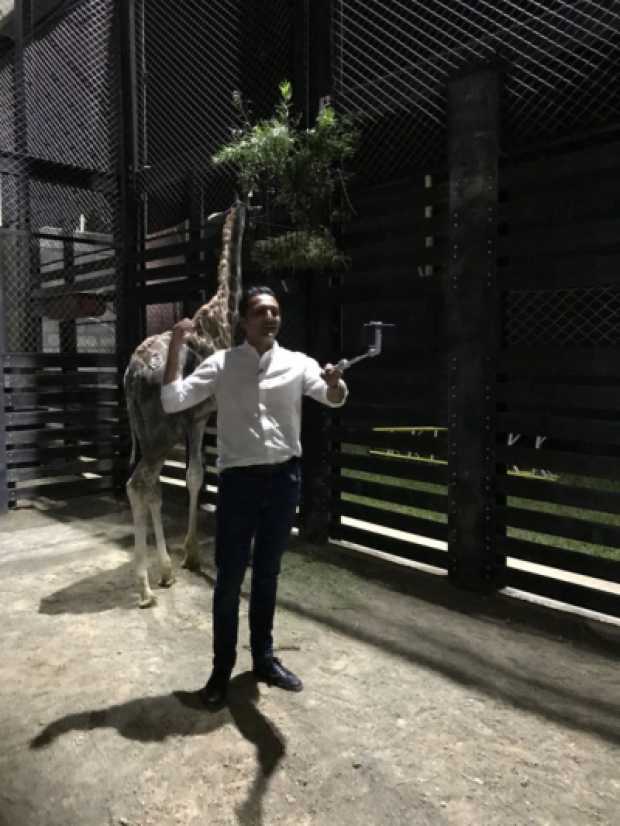 El alcalde de Pereira, Juan Pablo Gallo, posa con una de los dos jirafas que llegaron al Parque Ukumarí. 