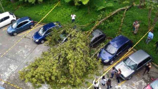 Dos carros afectados por caída de árbol en la U. de Caldas