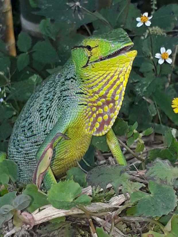 Extraña especie de reptil llama la atención en Pensilvania 