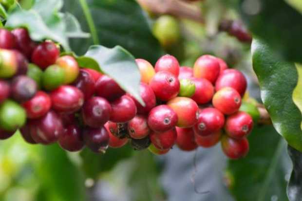 Producción de café aumentó 32% en mayo