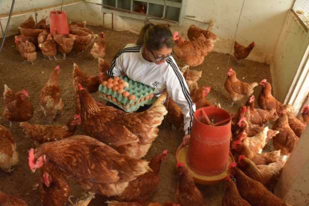 Un buen espacio y una temperatura óptima mejorará la calidad de vida y la producción de huevos.