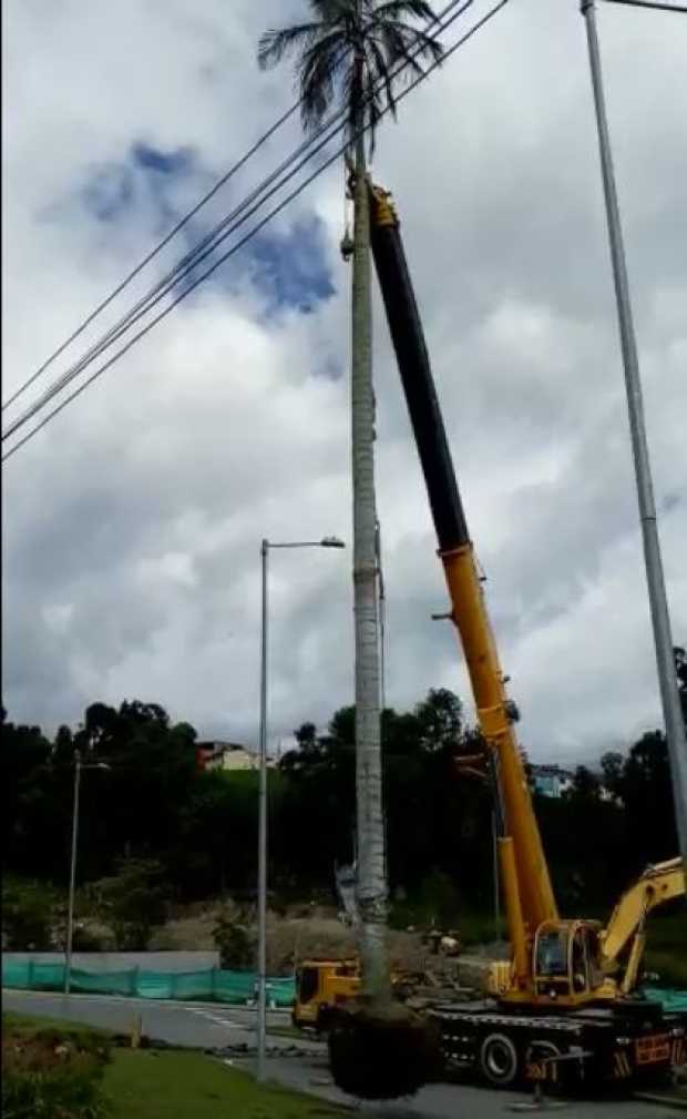 Fue removida la Palma de cera de la glorieta San Marcel 