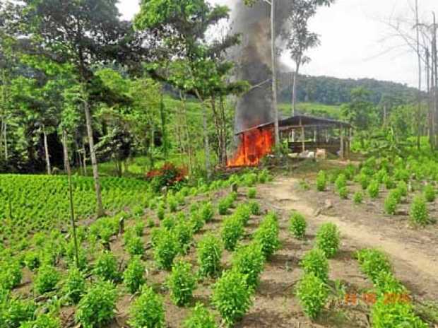 Foto | Archivo | Colprensa Según la Policía, los enfrentamientos comenzaron para controlar las zonas cocaleras del Catatumbo.