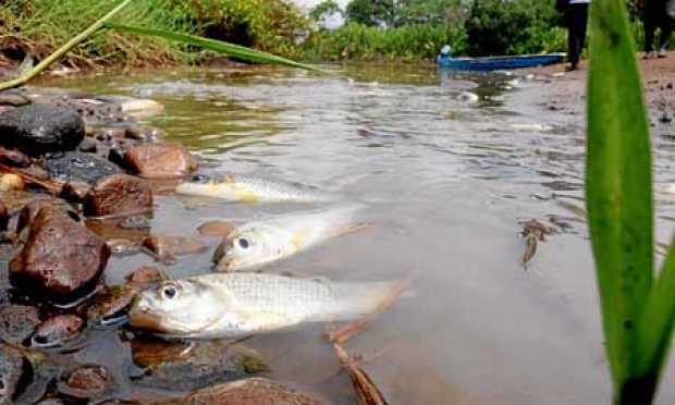 Peces flotan en la quebrada La Lizama, en Barrancabermeja, que desemboca en el río Sogamoso. Ambos afluentes contaminados con pe