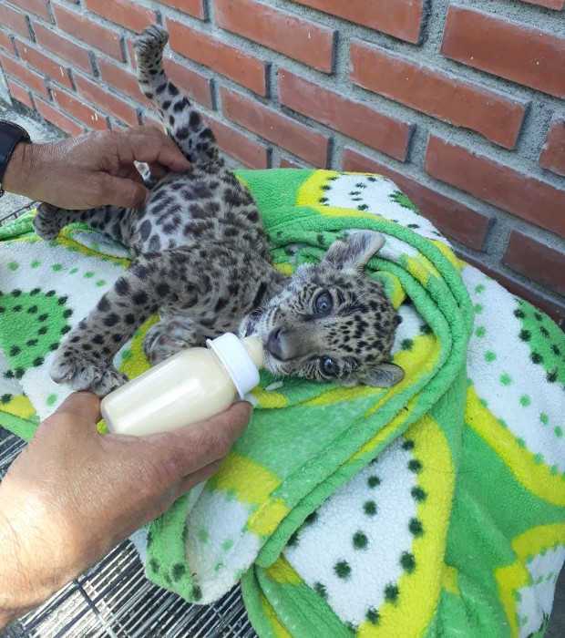 Fotos | Policía | LA PATRIA Los dos felinos que la veterinaria tenía dentro de su apartamento.