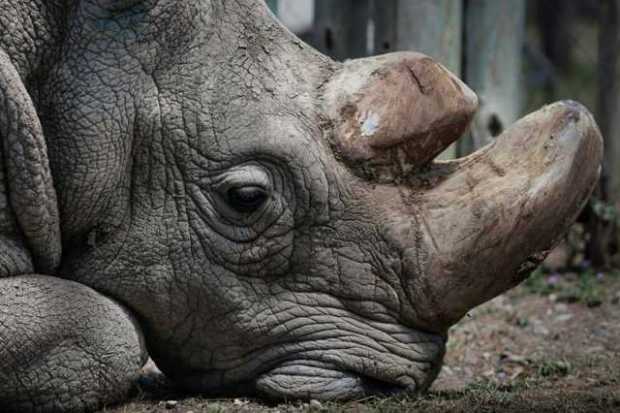 Murió Sudán, el último rinoceronte blanco que quedaba 