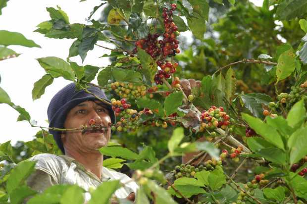 Producción de café