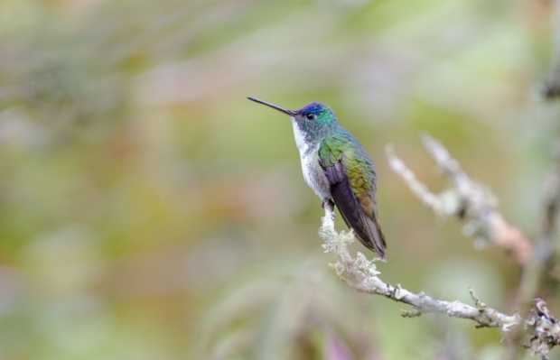 Amazilia franciae, Andean Emerald.