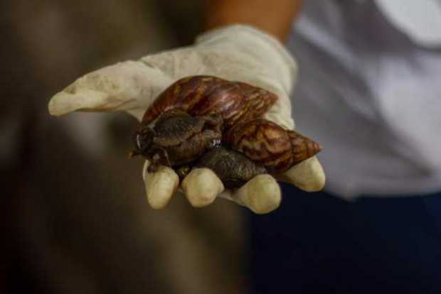 Caracol africano archivo en La Dorada 