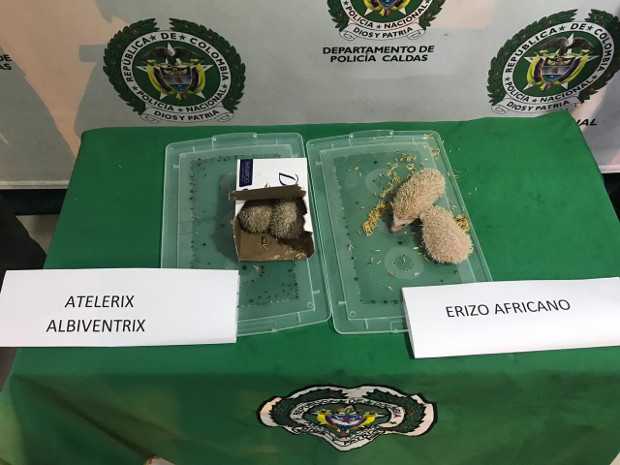 Los erizos Los erizos