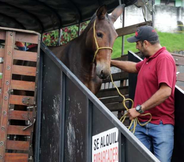 Transporte sus animales con cuidado