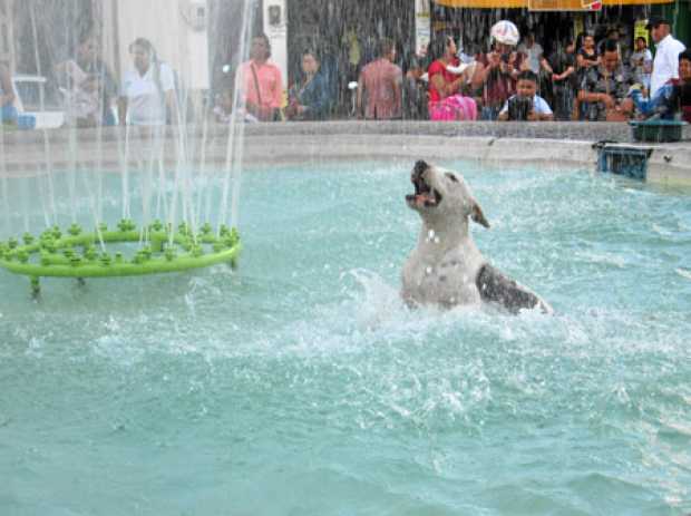 El perro de la fuente