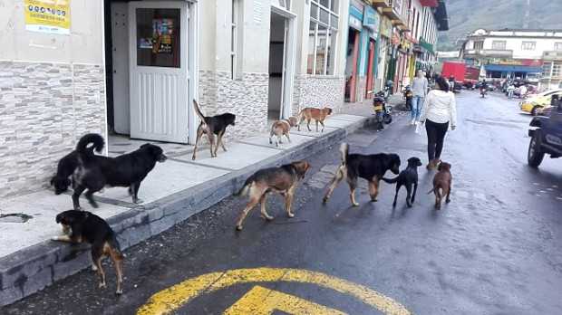 Habitantes de Manzanares no saben qué hacer con tanto canino suelto en las calles.