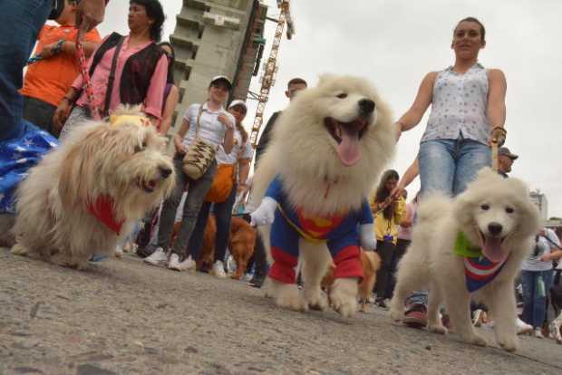 Desfile mascotas