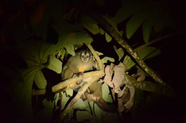 Los investigadores del semillero anhelan que el mono nocturno se convierta en imagen emblema de la ciudad y que las personas se 