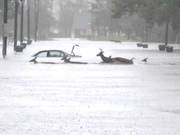  La periodista Stephanie Abrams, del noticiero Weather Channel, capturó estos ciervos nadando y un auto flotando ayer en Jackson