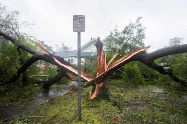 Un árbol partido tras el paso del huracán Florence, en Wilmington, Carolina del Norte, EE.UU.