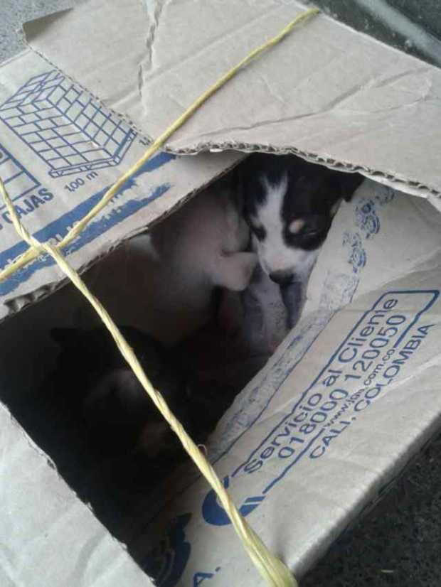 Preocupación en Anserma por el abandono de perros y gatos en espacios públicos y puertas de viviendas. Preocupación en Anserma por el abandono de perros y gatos en espacios públicos y puertas de viviendas.