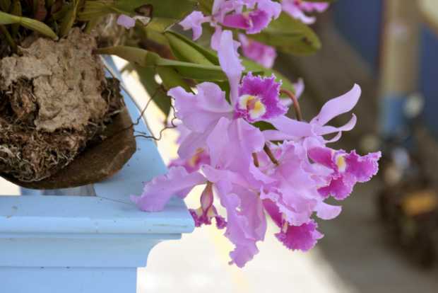 Con orquídeas, Salamina florece en Semana Santa